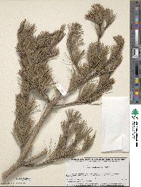 Pinus cembroides image