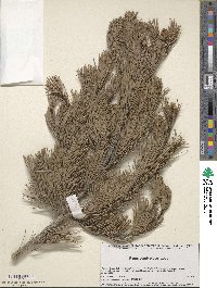 Pinus cembroides image