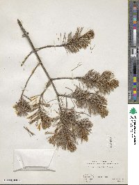 Pinus cembroides image