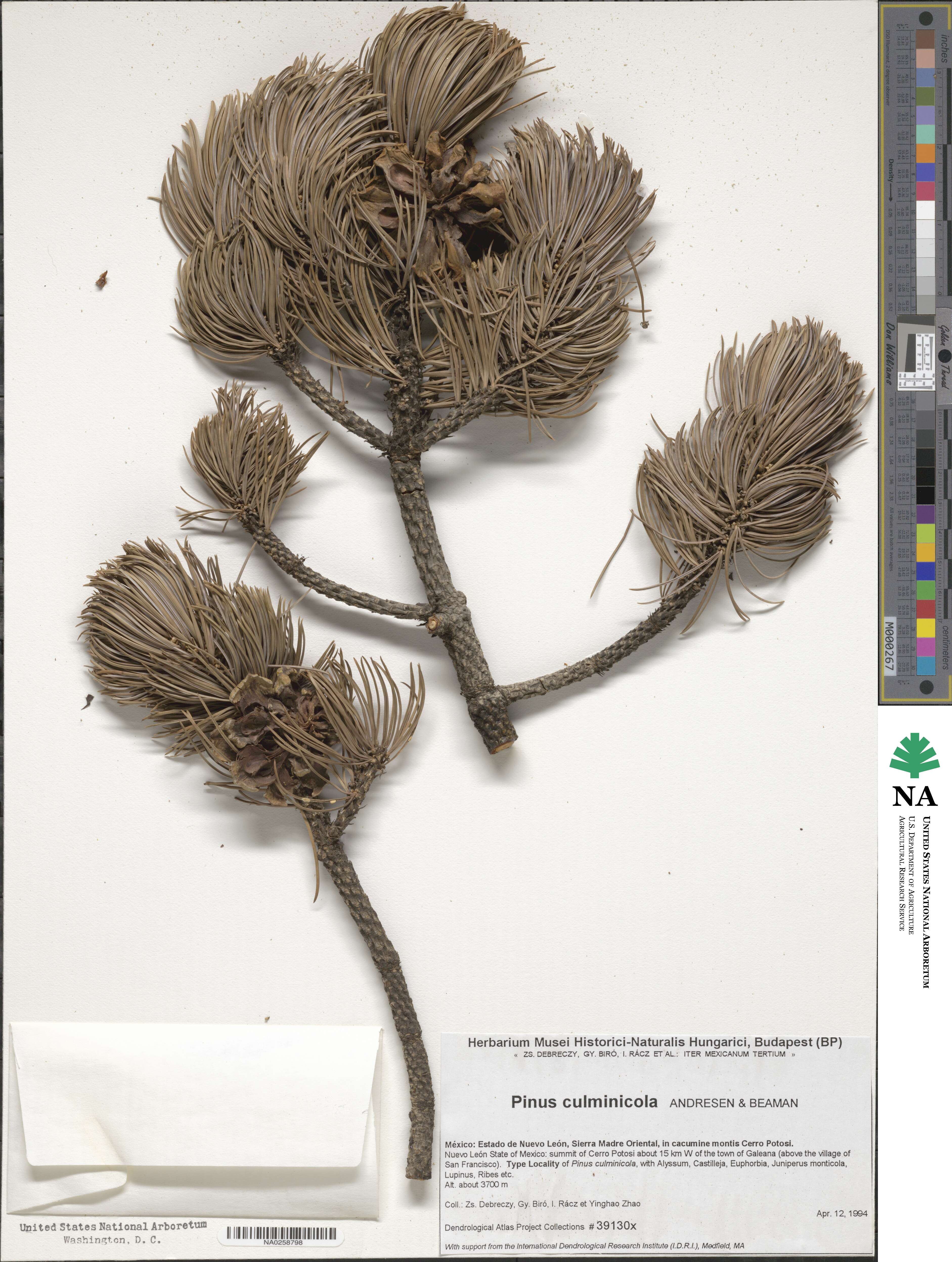 Pinus contorta image