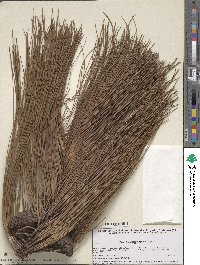 Pinus durangensis image