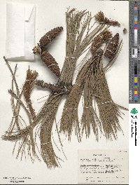 Pinus durangensis image