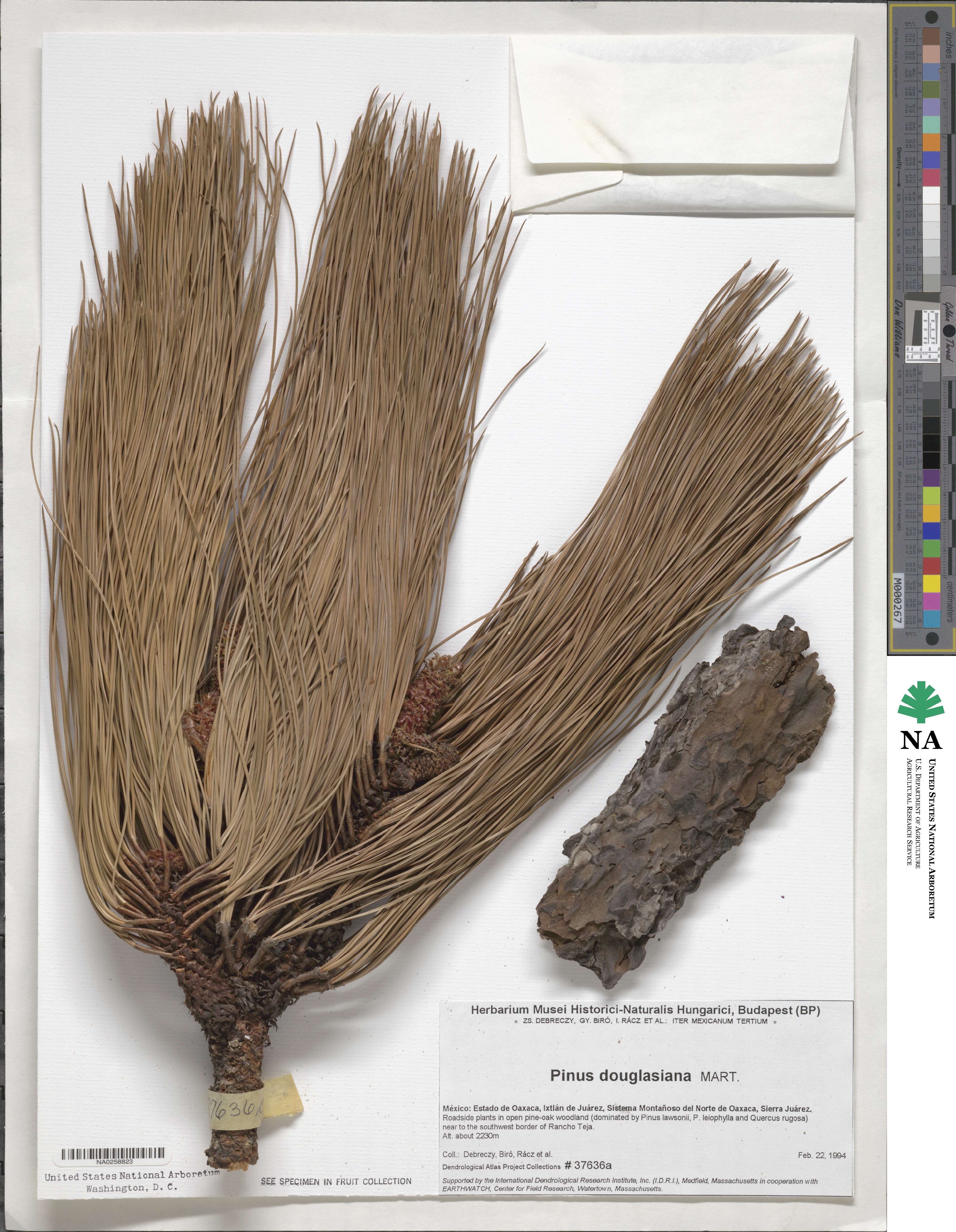 Pinus durangensis image