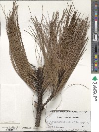 Pinus douglasiana image