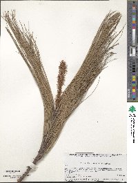 Pinus douglasiana image