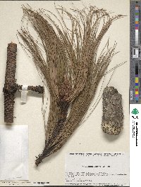 Pinus douglasiana image