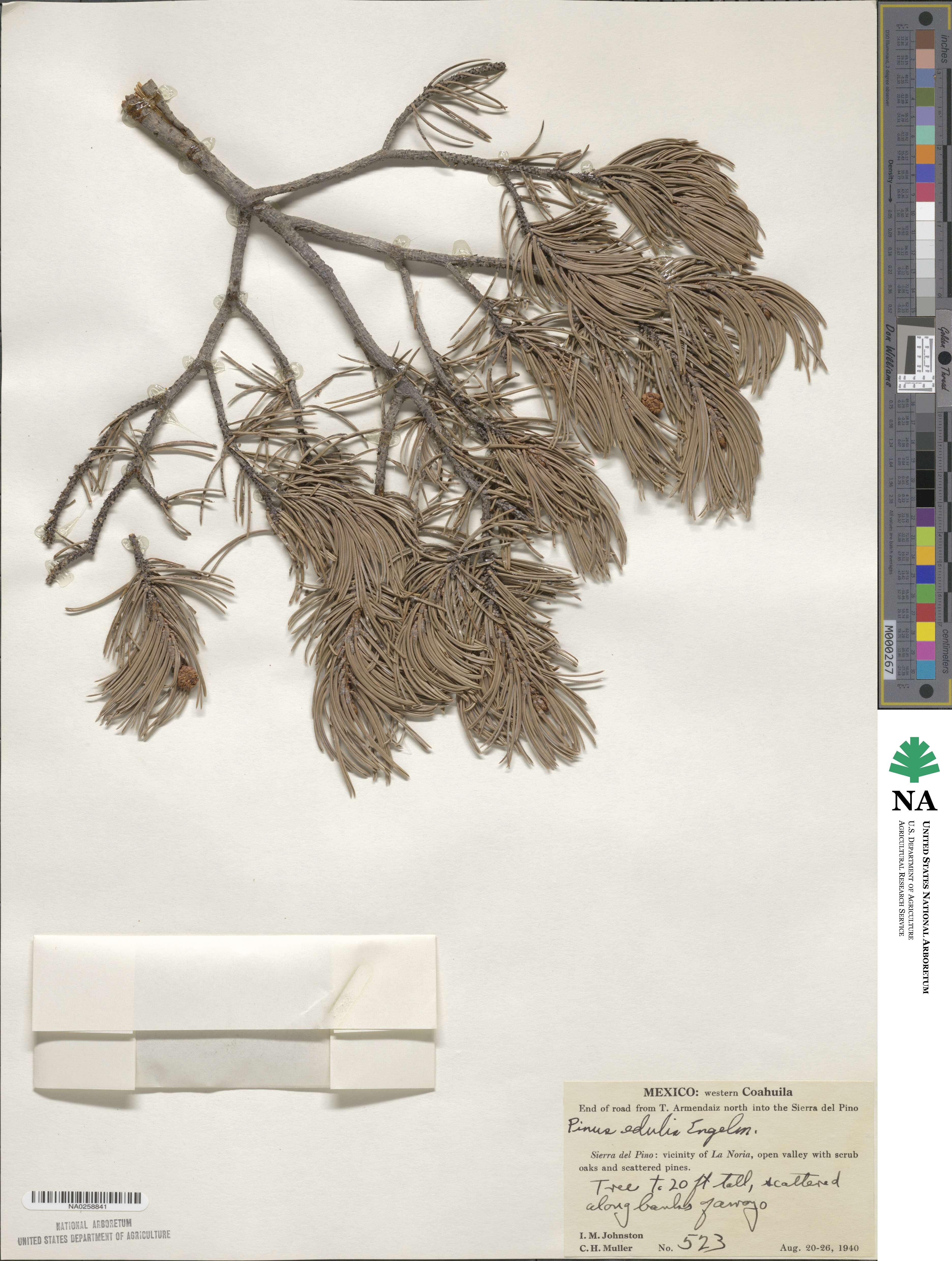 Pinus edulis image