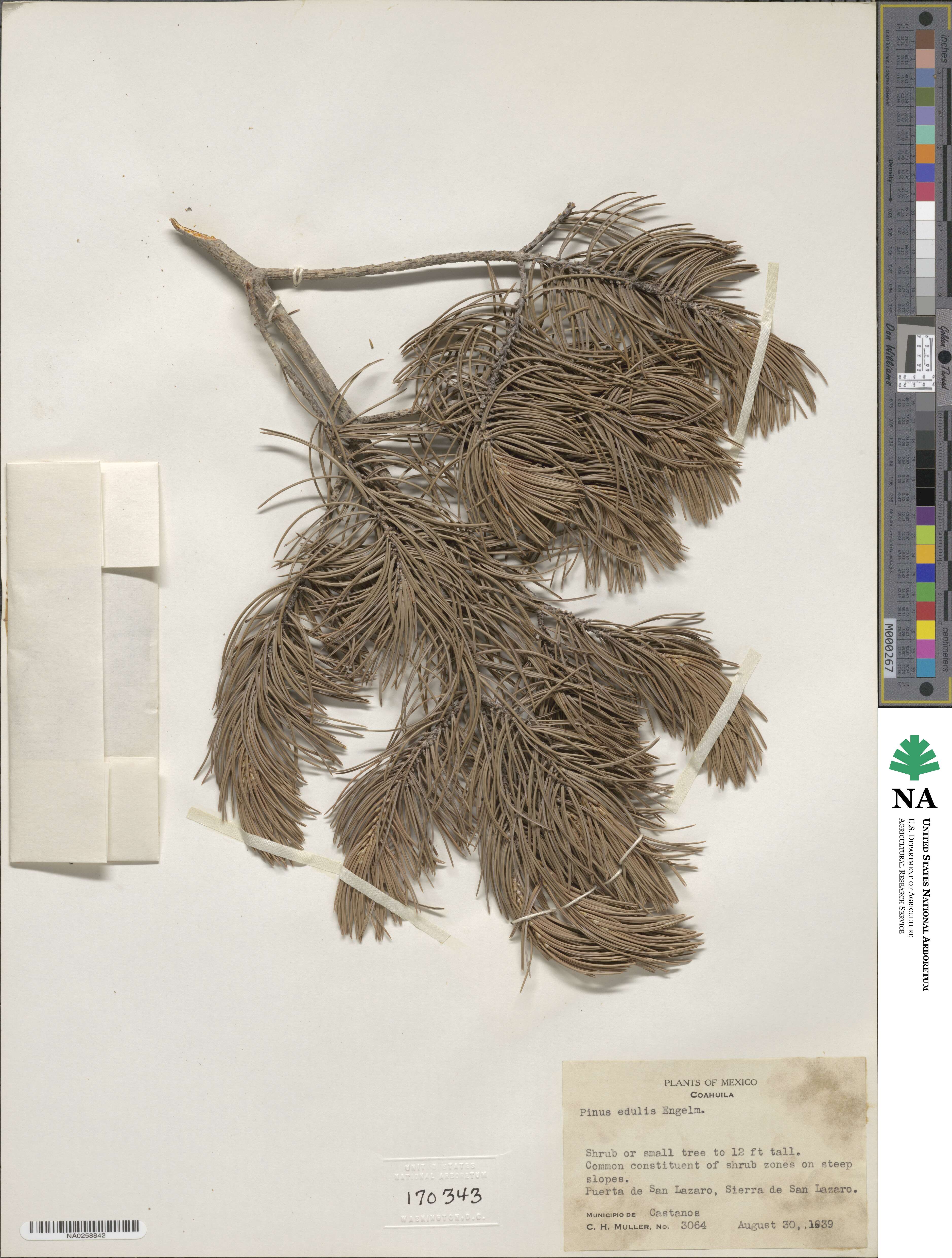 Pinus edulis image
