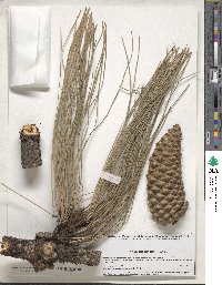 Pinus engelmannii image