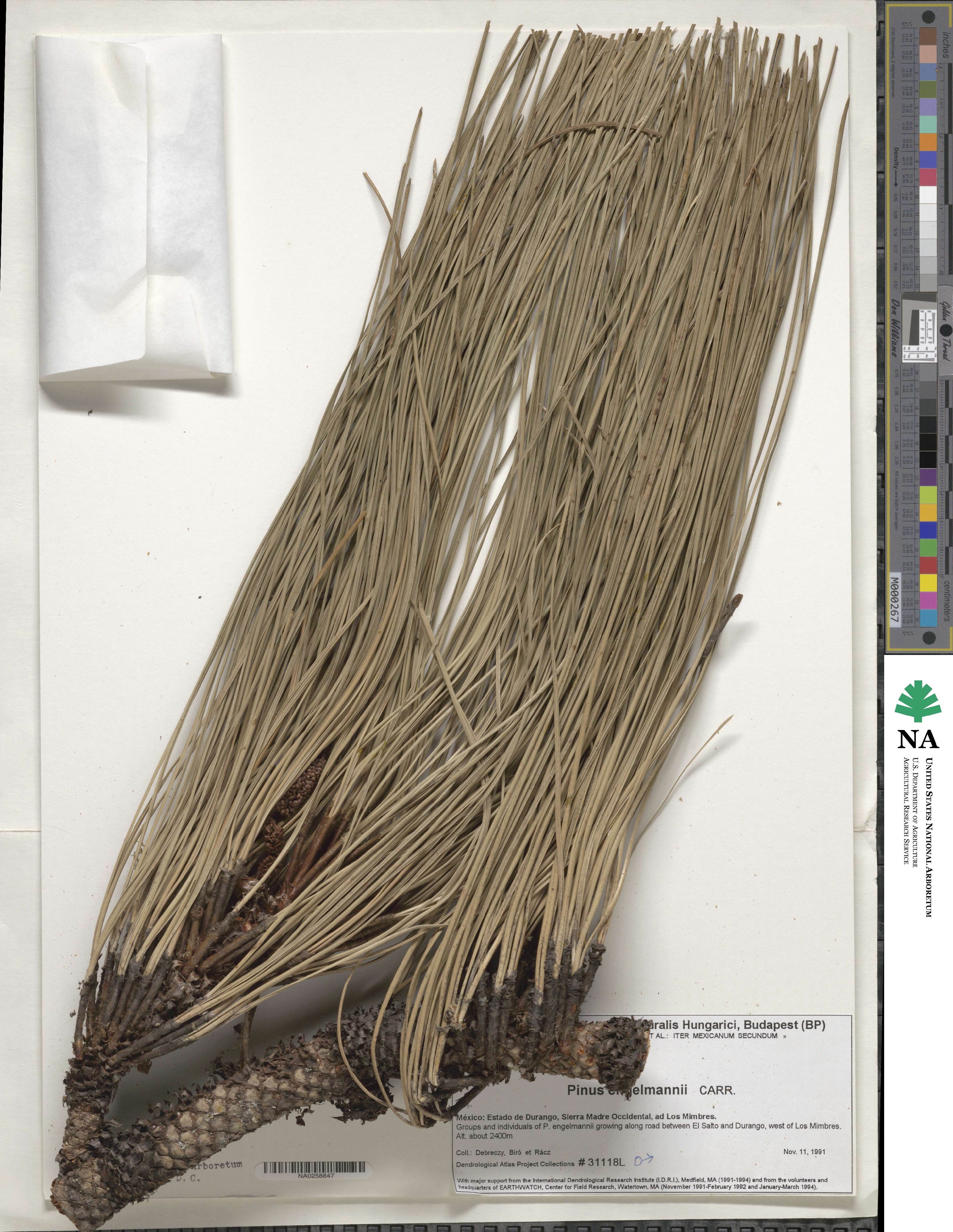 Pinus engelmannii image