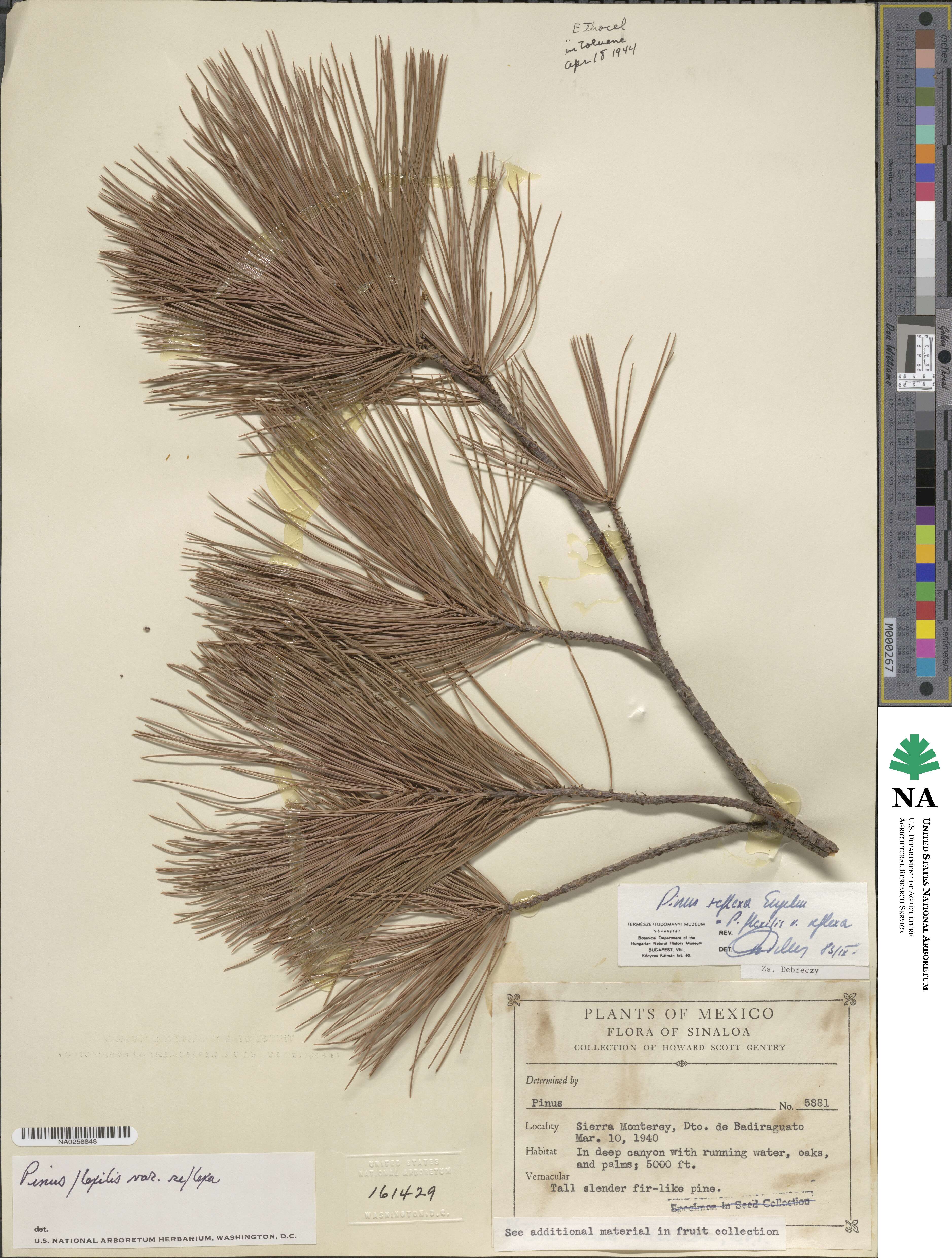 Pinus flexilis var. reflexa image