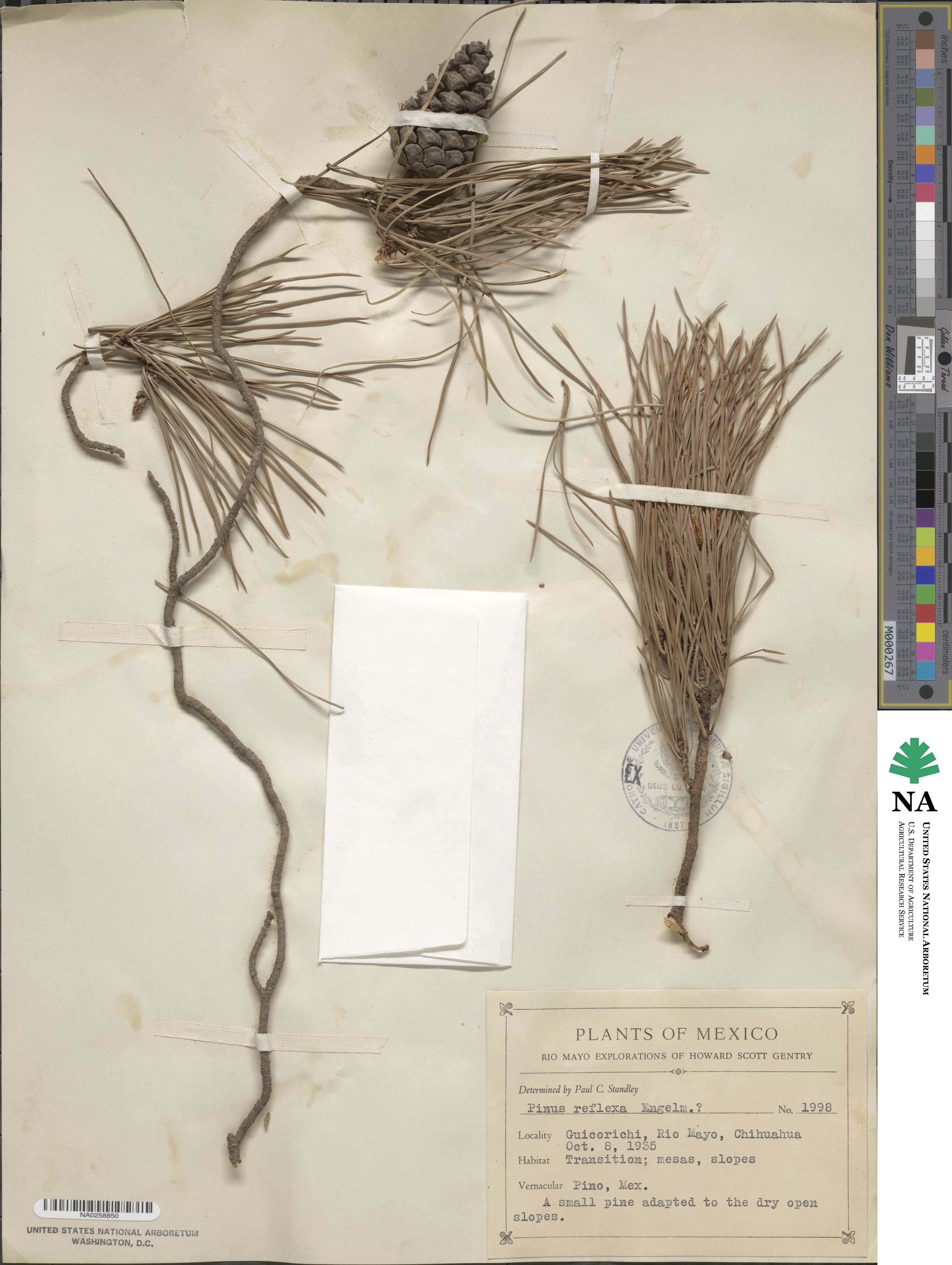 Pinus flexilis var. reflexa image