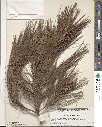 Pinus herrerae image