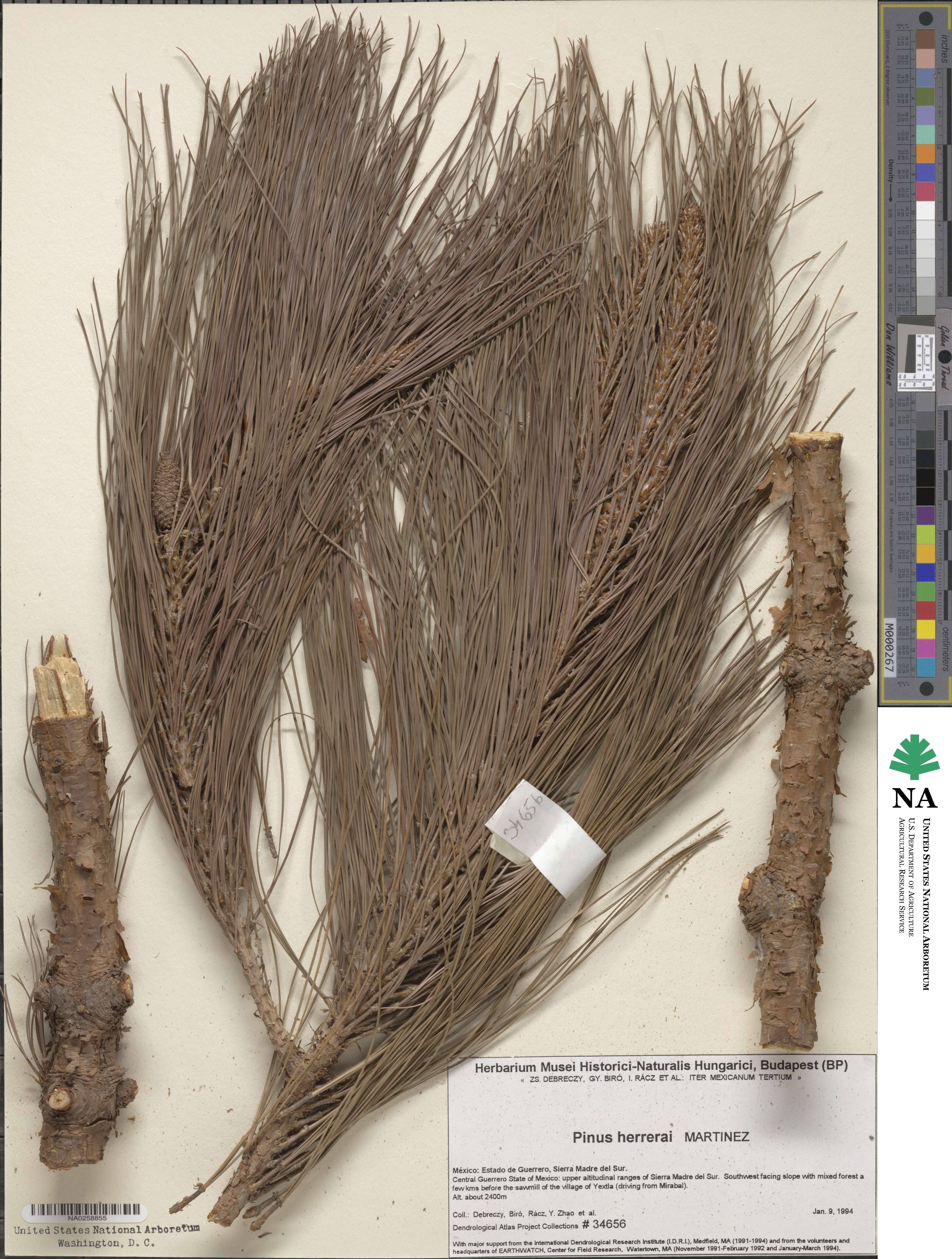 Pinus herrerae image