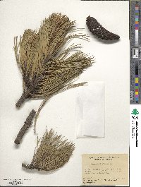 Pinus hartwegii image