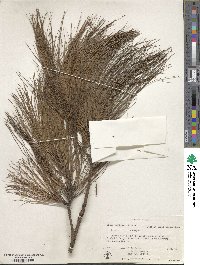 Pinus hartwegii image