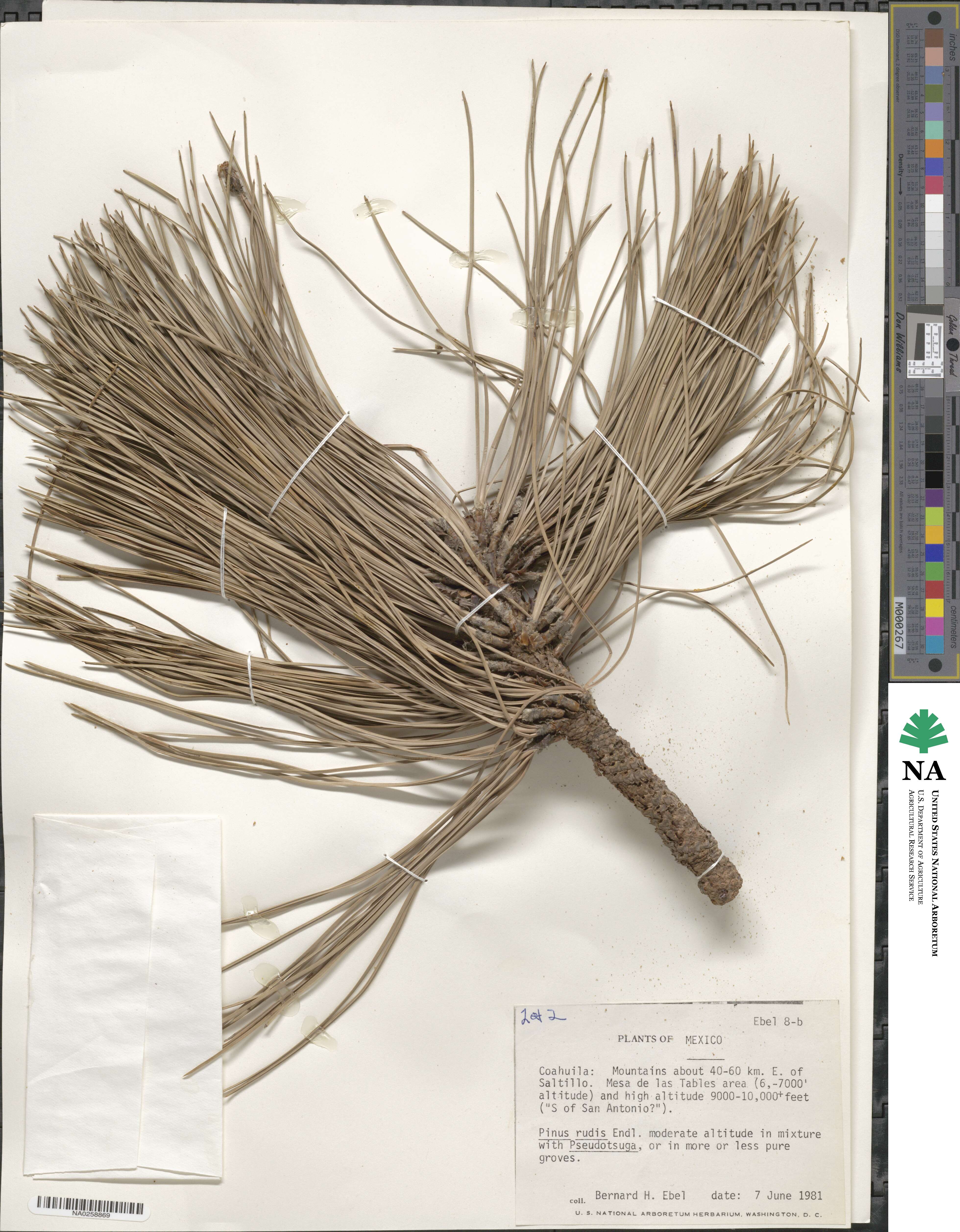 Pinus hartwegii image