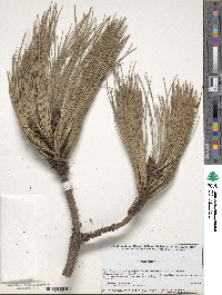 Pinus hartwegii image