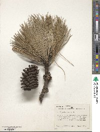 Pinus hartwegii image