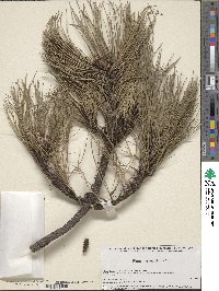 Pinus hartwegii image