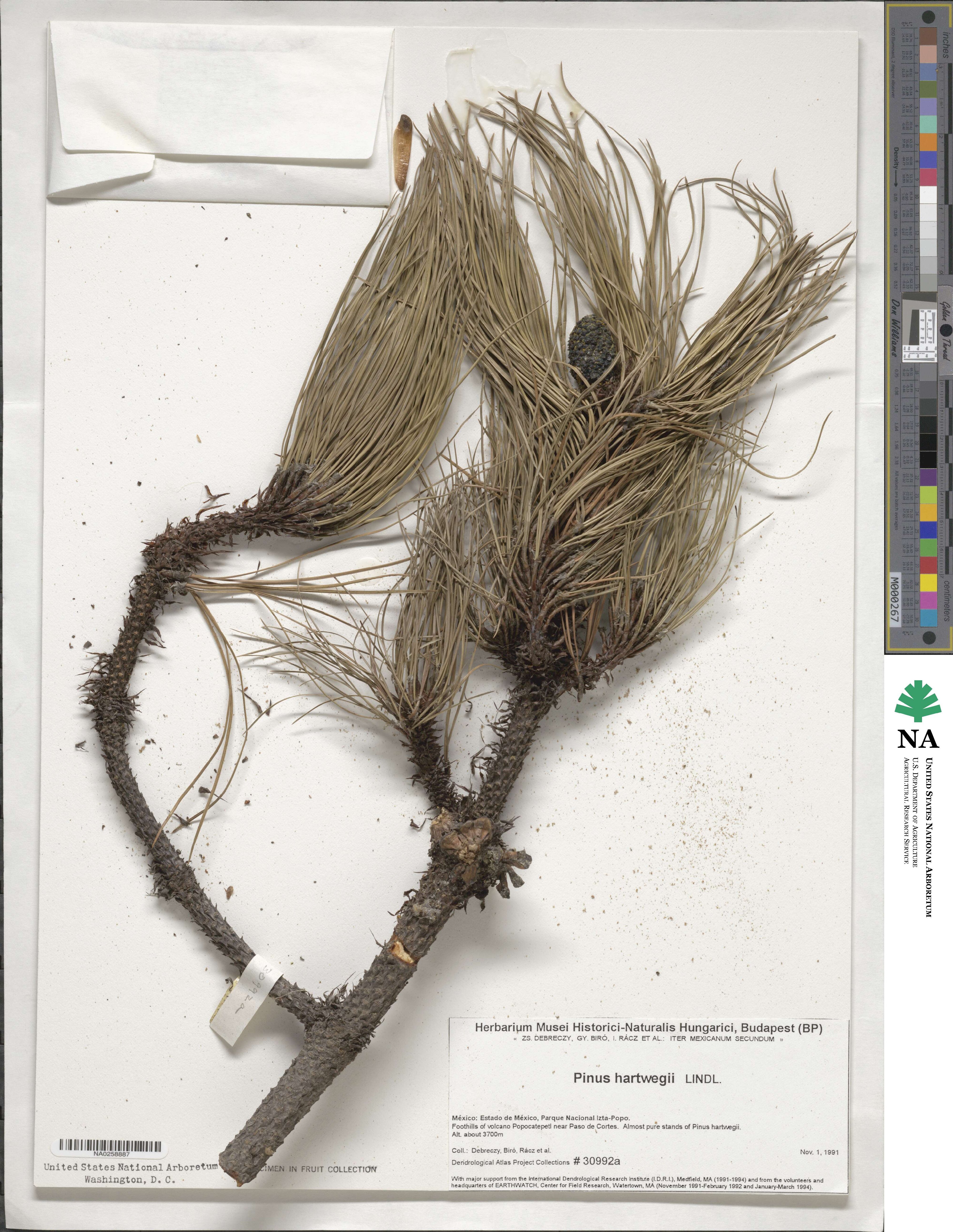 Pinus hartwegii image
