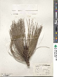 Pinus hartwegii image