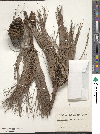 Pinus lawsonii image