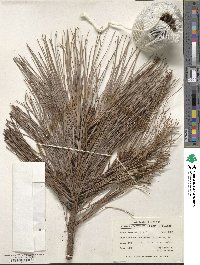 Pinus lawsonii image