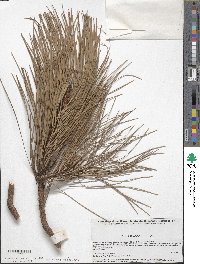 Pinus lawsonii image