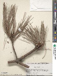 Pinus lawsonii image