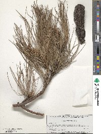 Pinus lawsonii image