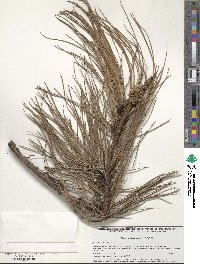 Pinus lawsonii image