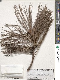 Pinus lawsonii image