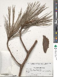 Pinus lawsonii image