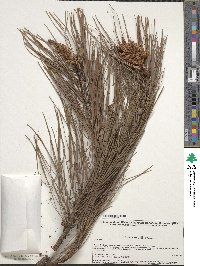 Pinus lawsonii image