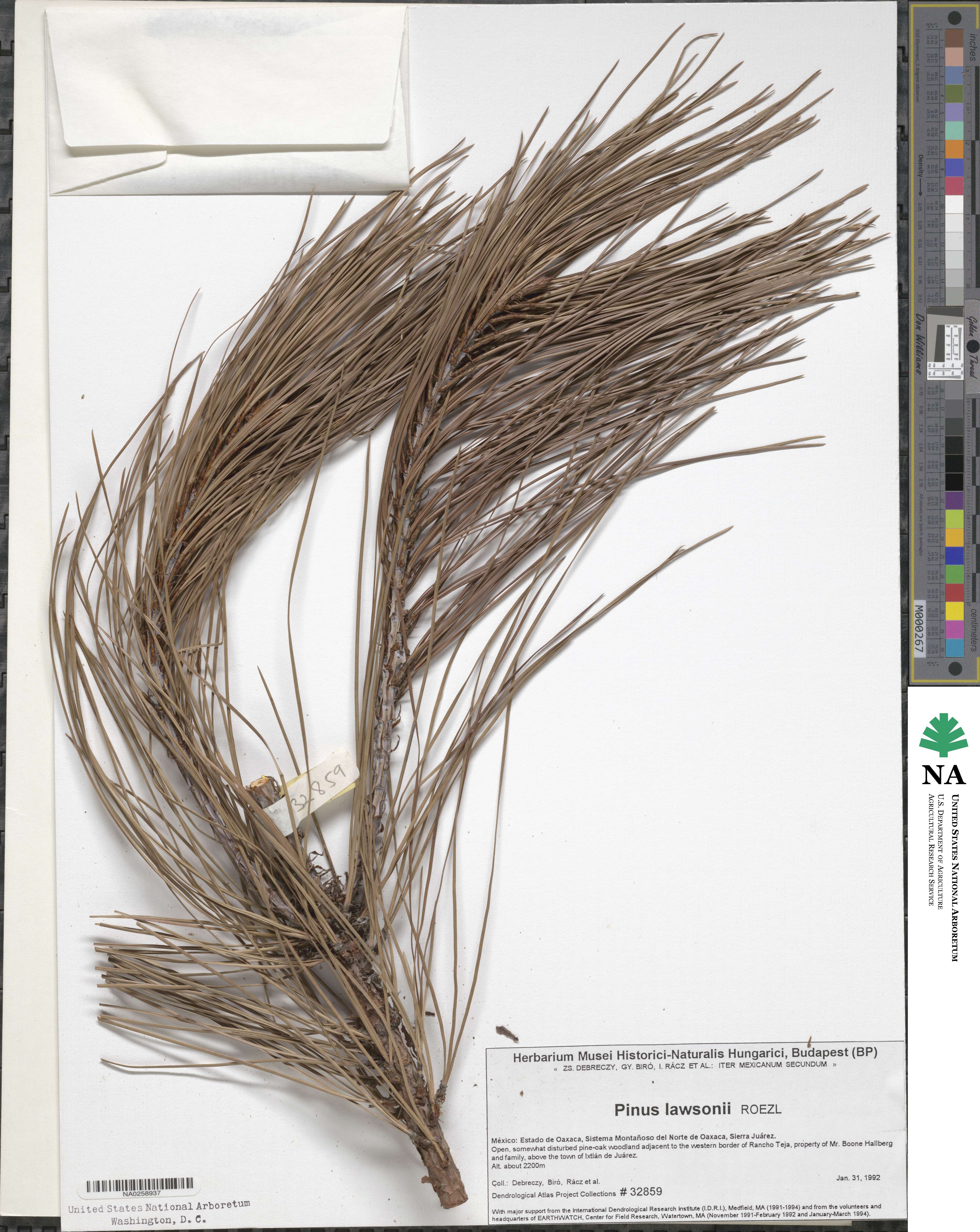 Pinus lawsonii image