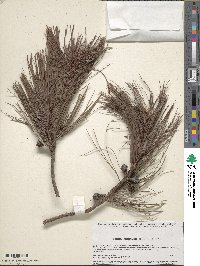 Pinus leiophylla image