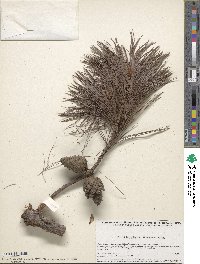 Pinus leiophylla image