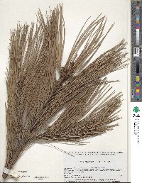 Pinus leiophylla image