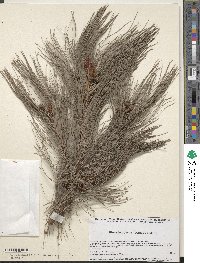 Pinus leiophylla image