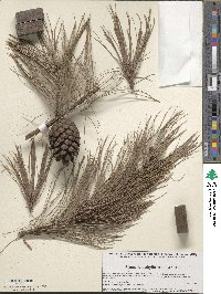 Pinus leiophylla image