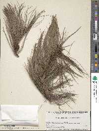 Pinus leiophylla image