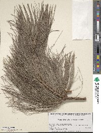 Pinus leiophylla image