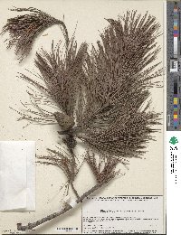 Pinus leiophylla image