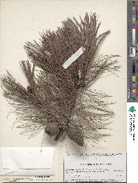 Pinus leiophylla image