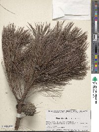 Pinus leiophylla image