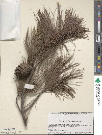 Pinus leiophylla image