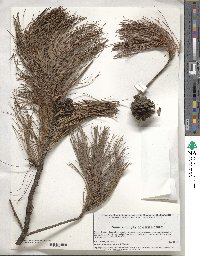 Pinus leiophylla image