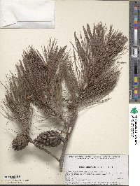 Pinus leiophylla image