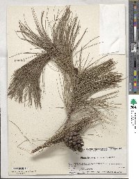 Pinus leiophylla image